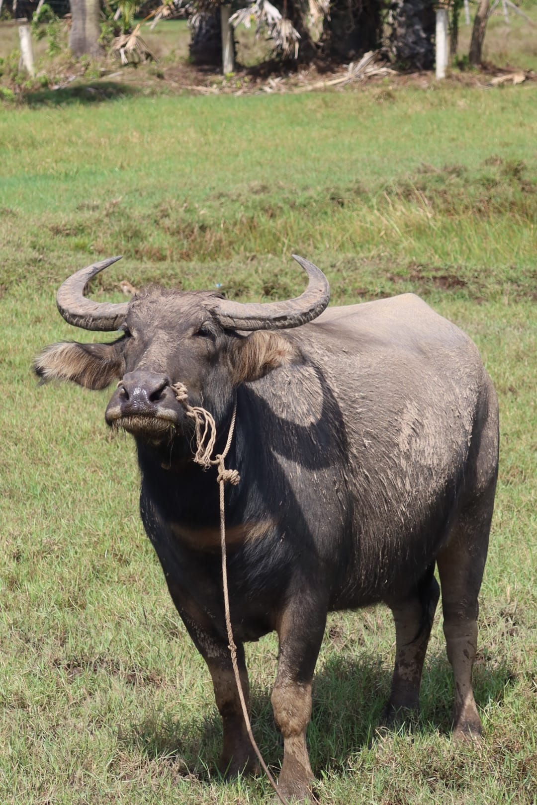 buffle d'eau - buffalo