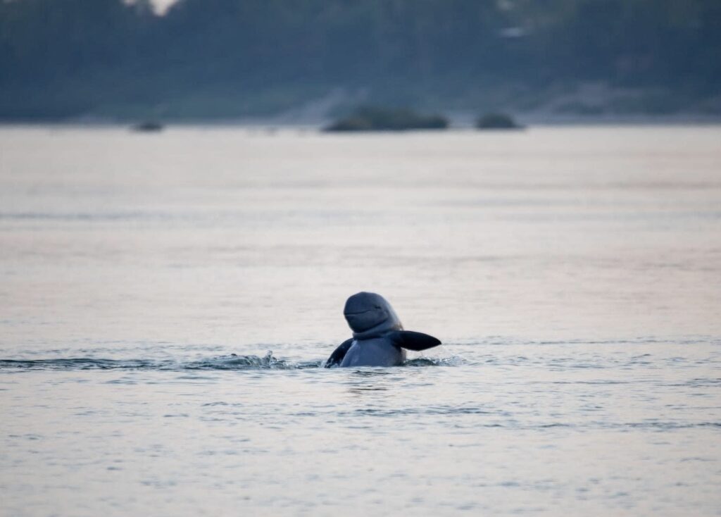 Dauphins Irrawadi