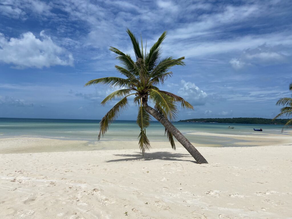 Koh Rong Palm Tree