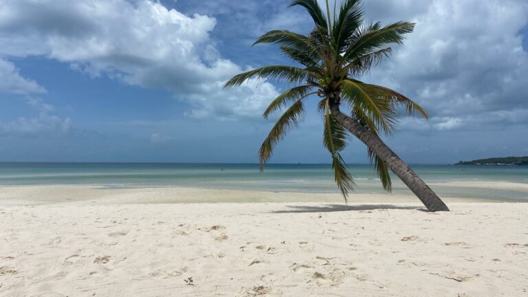 Koh Rong Palm Tree